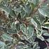 Prunus lusitanica 'Variegata'.JPG
