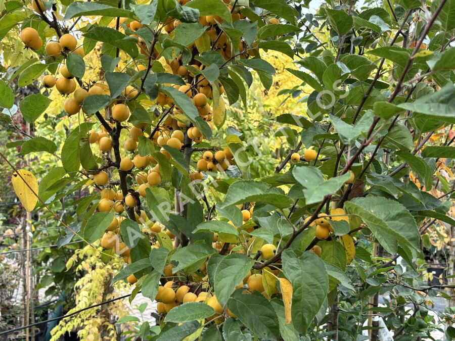 Jabloň okrasná 'Golden Hornet' - Malus 'Golden Hornet'