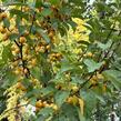 Jabloň okrasná 'Golden Hornet' - Malus 'Golden Hornet'