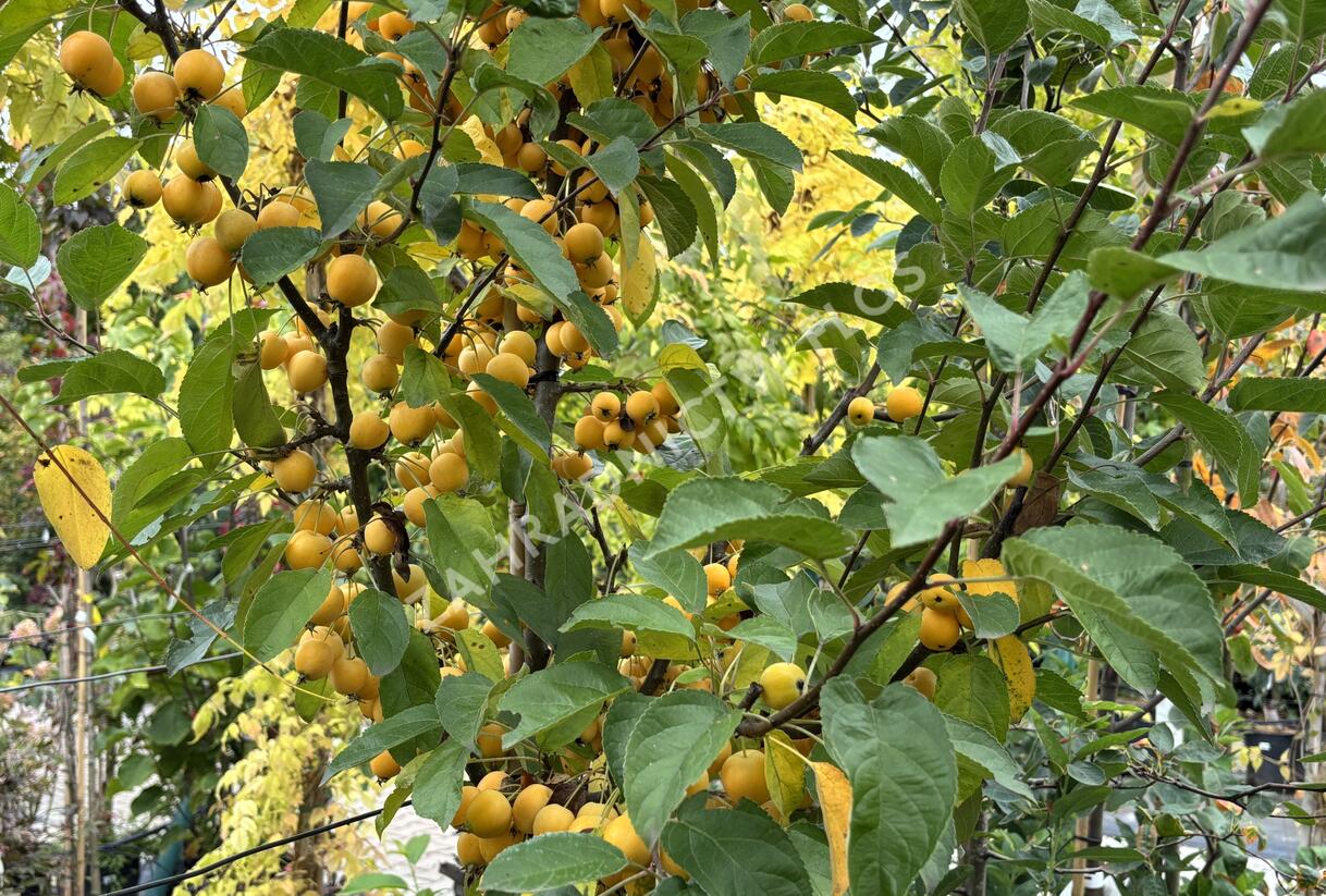 Jabloň okrasná 'Golden Hornet' - Malus 'Golden Hornet'