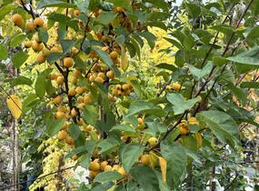 Jabloň okrasná 'Golden Hornet' - Malus 'Golden Hornet'