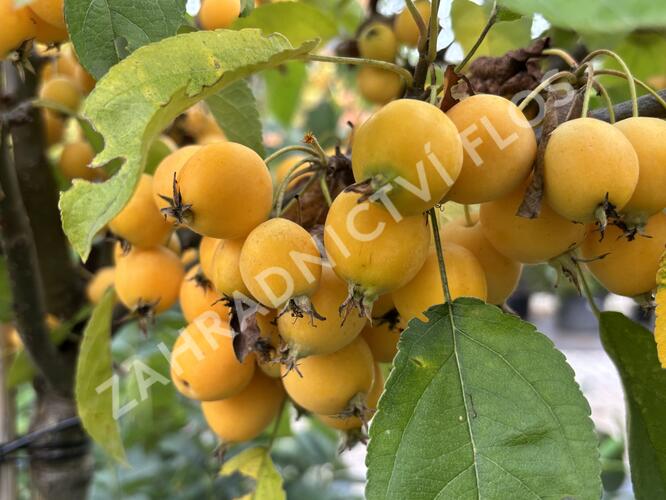 Jabloň okrasná 'Golden Hornet' - Malus 'Golden Hornet'