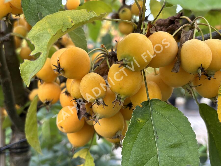 Jabloň okrasná 'Golden Hornet' - Malus 'Golden Hornet'