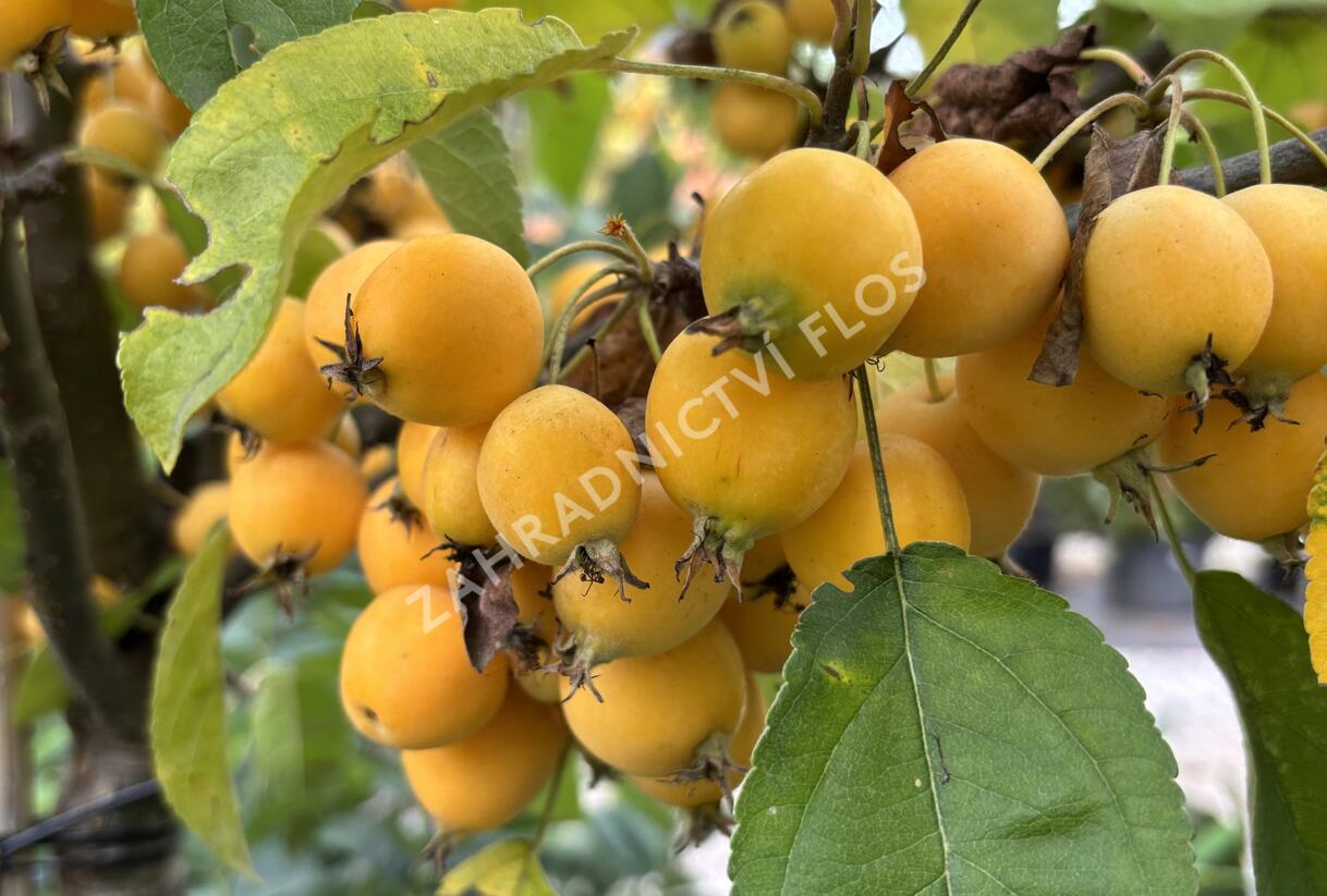 Jabloň okrasná 'Golden Hornet' - Malus 'Golden Hornet'