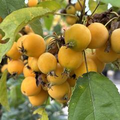 Jabloň okrasná 'Golden Hornet' - Malus 'Golden Hornet'