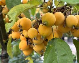 Jabloň okrasná 'Golden Hornet'