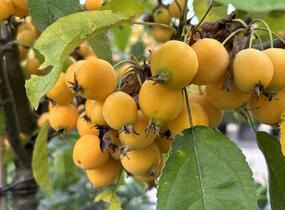Jabloň okrasná 'Golden Hornet' - Malus 'Golden Hornet'