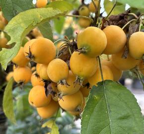 Jabloň okrasná 'Golden Hornet' - Malus 'Golden Hornet'