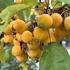 Malus 'Golden Hornet'_02.JPG