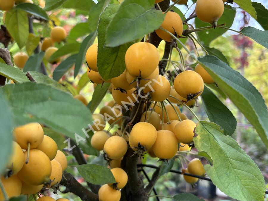 Jabloň okrasná 'Golden Hornet' - Malus 'Golden Hornet'