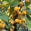 Jabloň okrasná 'Golden Hornet' - Malus 'Golden Hornet'