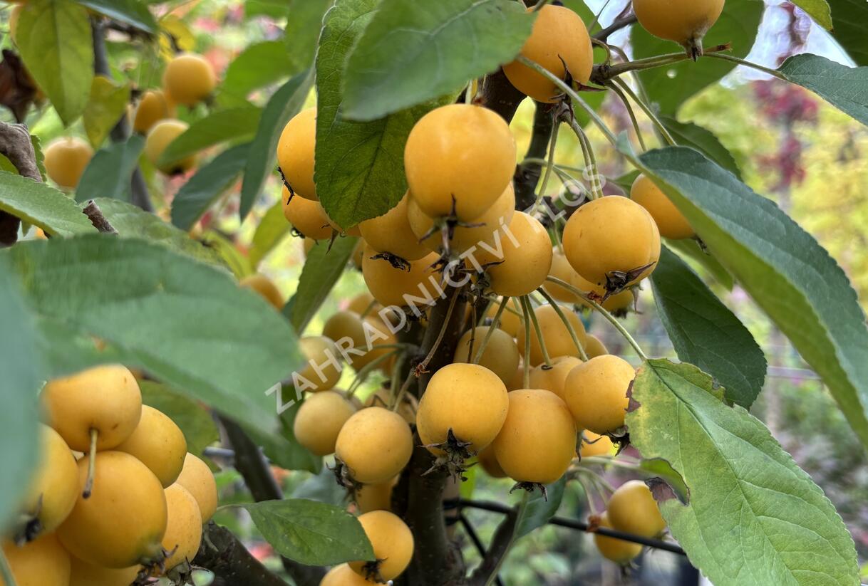 Jabloň okrasná 'Golden Hornet' - Malus 'Golden Hornet'
