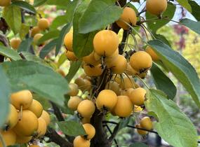 Jabloň okrasná 'Golden Hornet' - Malus 'Golden Hornet'