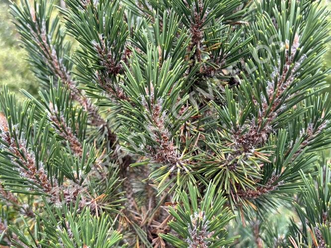 Borovice Thunbergova 'Kotobuki' - Pinus thunbergii 'Kotobuki'