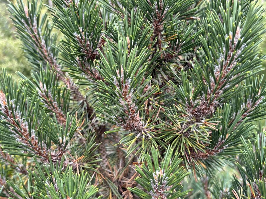 Borovice Thunbergova 'Kotobuki' - Pinus thunbergii 'Kotobuki'