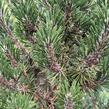 Borovice Thunbergova 'Kotobuki' - Pinus thunbergii 'Kotobuki'