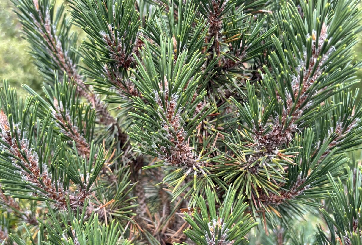 Borovice Thunbergova 'Kotobuki' - Pinus thunbergii 'Kotobuki'
