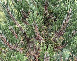 Borovice Thunbergova 'Kotobuki'
