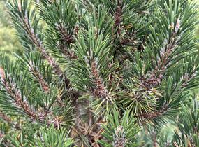 Borovice Thunbergova 'Kotobuki' - Pinus thunbergii 'Kotobuki'