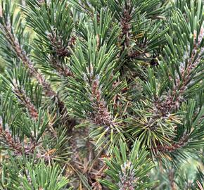 Borovice Thunbergova 'Kotobuki' - Pinus thunbergii 'Kotobuki'