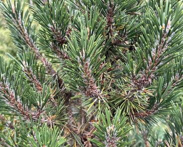 Borovice Thunbergova 'Kotobuki'