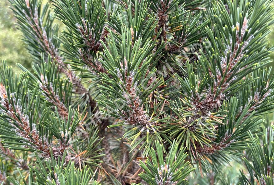 Borovice Thunbergova 'Kotobuki' - Pinus thunbergii 'Kotobuki'