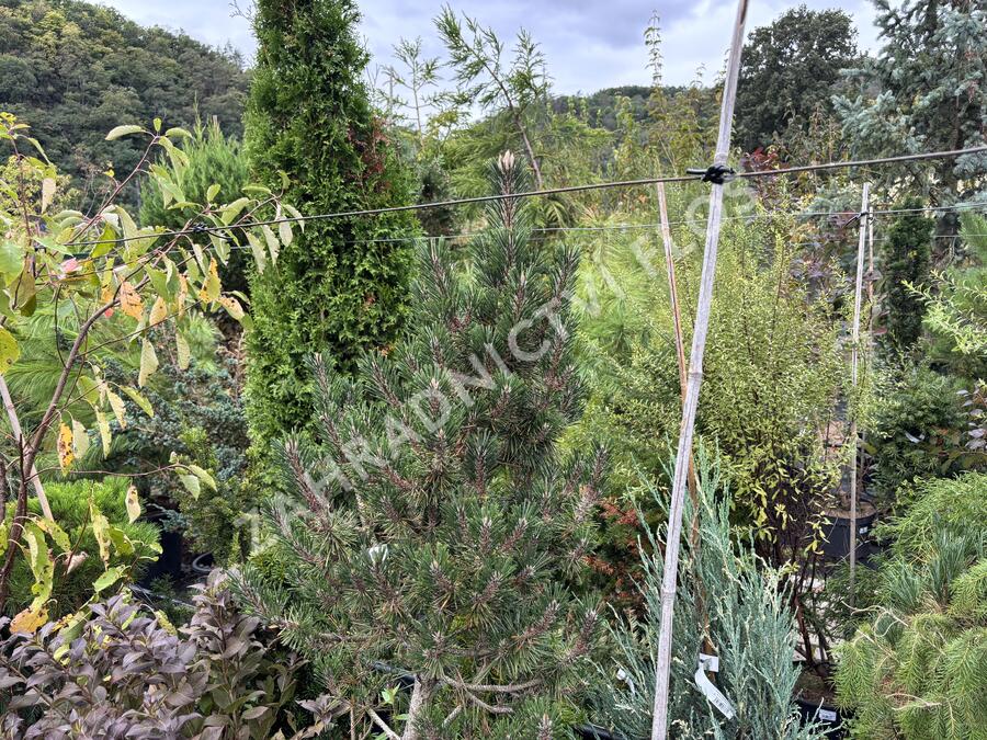 Borovice Thunbergova 'Kotobuki' - Pinus thunbergii 'Kotobuki'