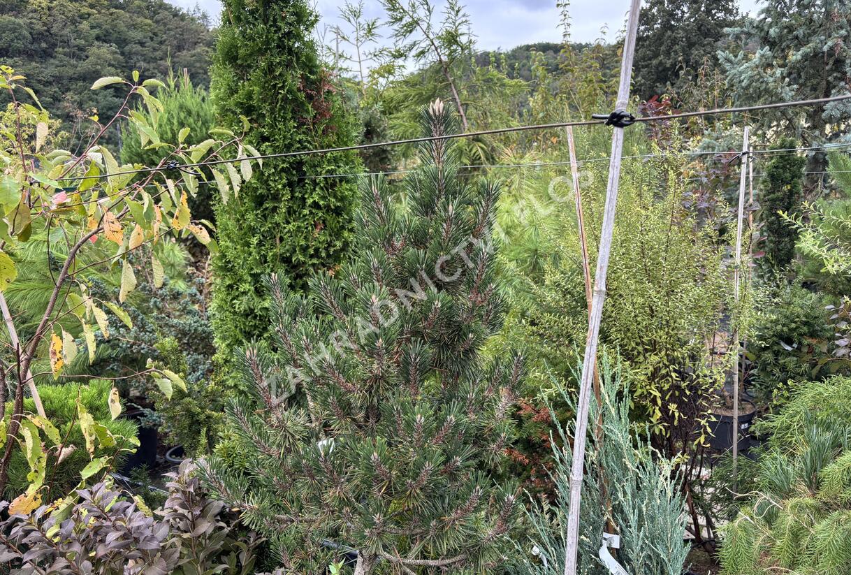 Borovice Thunbergova 'Kotobuki' - Pinus thunbergii 'Kotobuki'