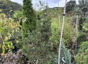 Borovice Thunbergova 'Kotobuki' - Pinus thunbergii 'Kotobuki'