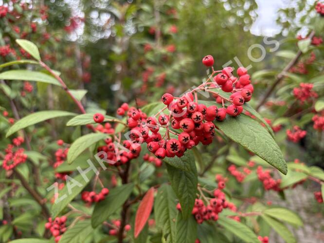 Skalník vrbolistý 'Willeke' - Cotoneaster salicifolius 'Willeke'