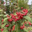 Skalník vrbolistý 'Willeke' - Cotoneaster salicifolius 'Willeke'