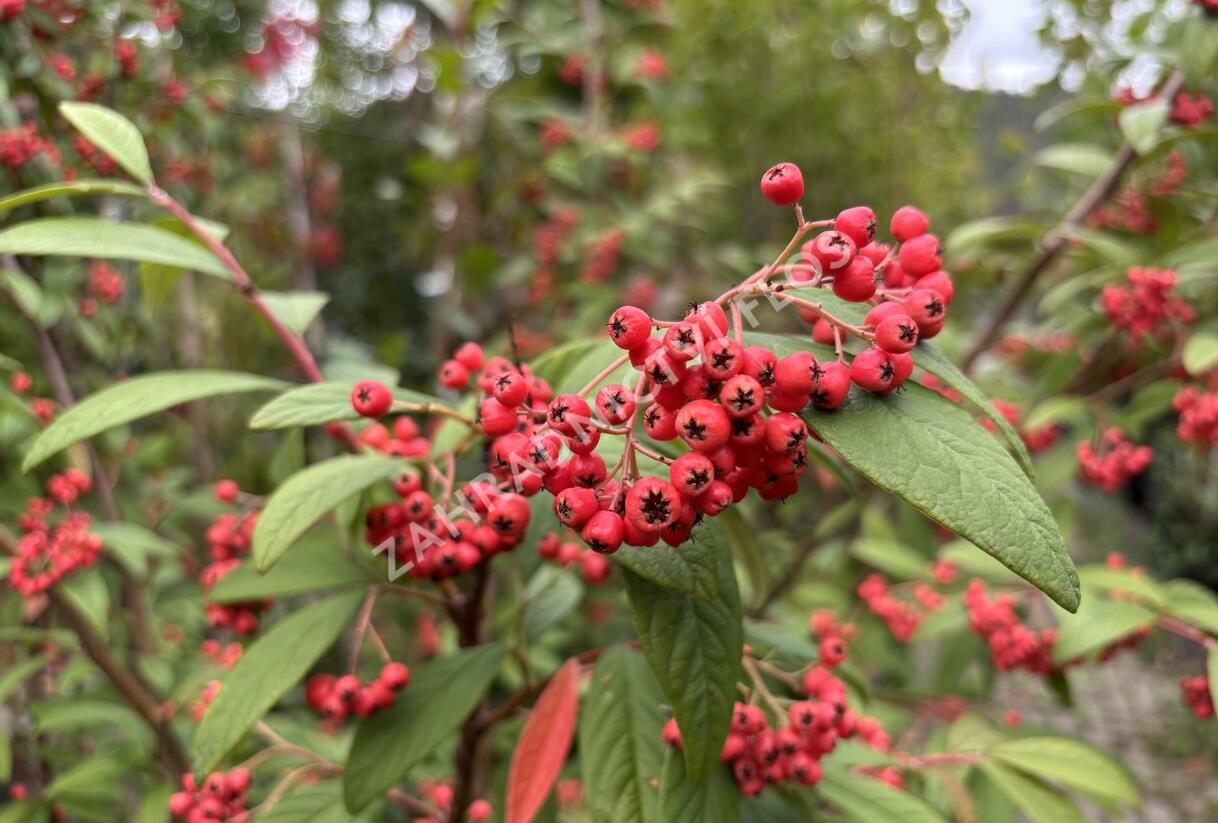 Skalník vrbolistý 'Willeke' - Cotoneaster salicifolius 'Willeke'