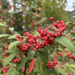 Skalník vrbolistý 'Willeke' - Cotoneaster salicifolius 'Willeke'