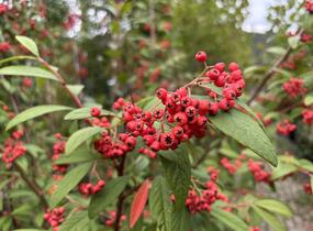Skalník vrbolistý 'Willeke' - Cotoneaster salicifolius 'Willeke'