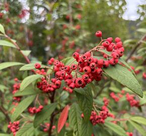 Skalník vrbolistý 'Willeke' - Cotoneaster salicifolius 'Willeke'