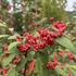 Cotoneaster salicifolius 'Willeke'.JPG