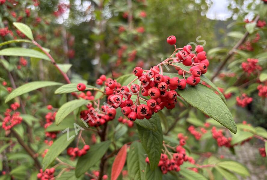 Skalník vrbolistý 'Willeke' - Cotoneaster salicifolius 'Willeke'