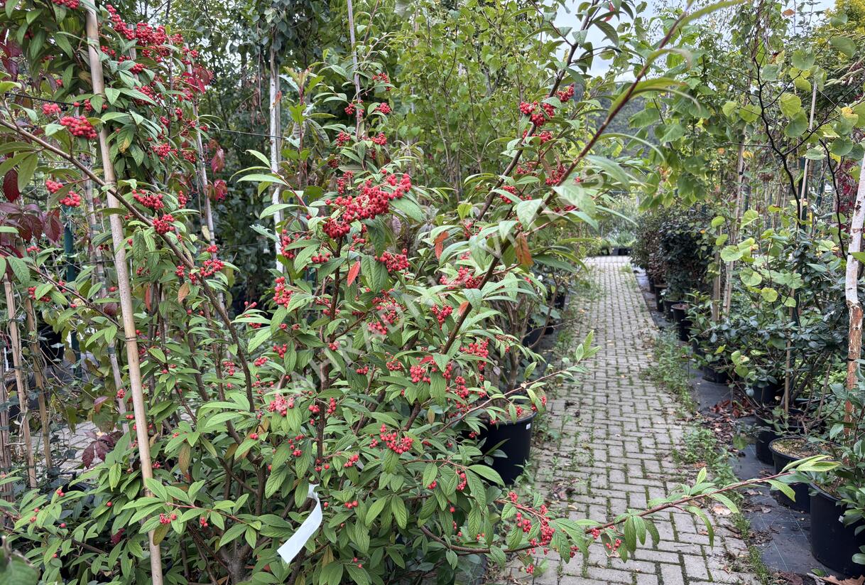 Skalník vrbolistý 'Willeke' - Cotoneaster salicifolius 'Willeke'