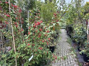 Skalník vrbolistý 'Willeke' - Cotoneaster salicifolius 'Willeke'