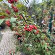 Skalník vrbolistý 'Willeke' - Cotoneaster salicifolius 'Willeke'