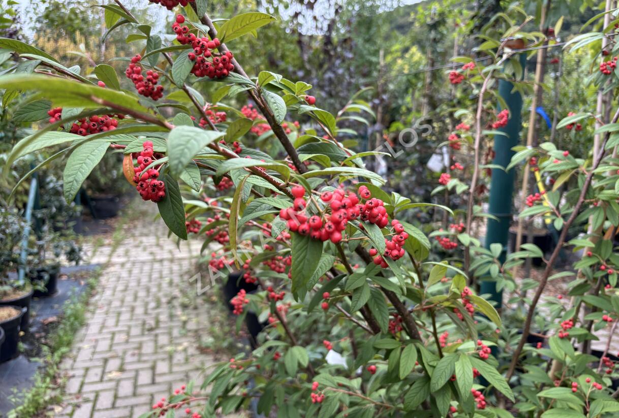 Skalník vrbolistý 'Willeke' - Cotoneaster salicifolius 'Willeke'