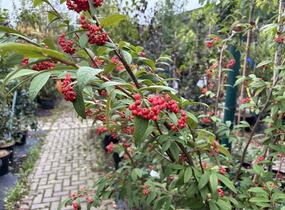 Skalník vrbolistý 'Willeke' - Cotoneaster salicifolius 'Willeke'