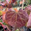 Zmarlika kanadská 'Ace of Spades' - Cercis canadensis 'Ace of Spades'