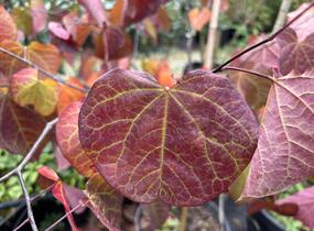 Zmarlika kanadská 'Ace of Spades' - Cercis canadensis 'Ace of Spades'