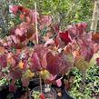 Zmarlika kanadská 'Ace of Spades' - Cercis canadensis 'Ace of Spades'