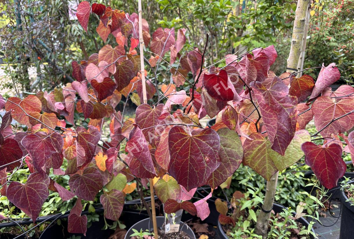 Zmarlika kanadská 'Ace of Spades' - Cercis canadensis 'Ace of Spades'