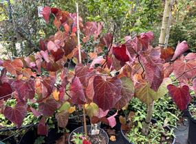 Zmarlika kanadská 'Ace of Spades' - Cercis canadensis 'Ace of Spades'