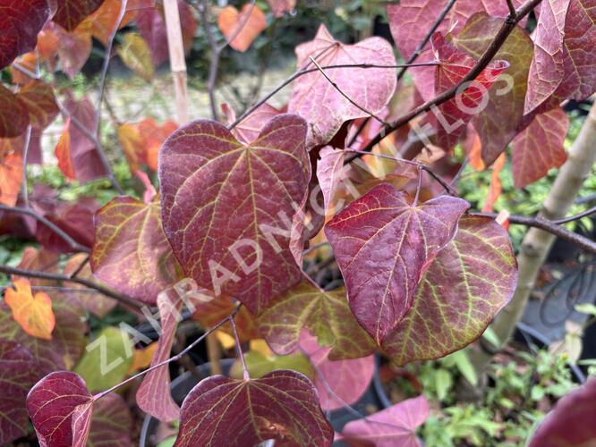 Zmarlika kanadská 'Ace of Spades' - Cercis canadensis 'Ace of Spades'