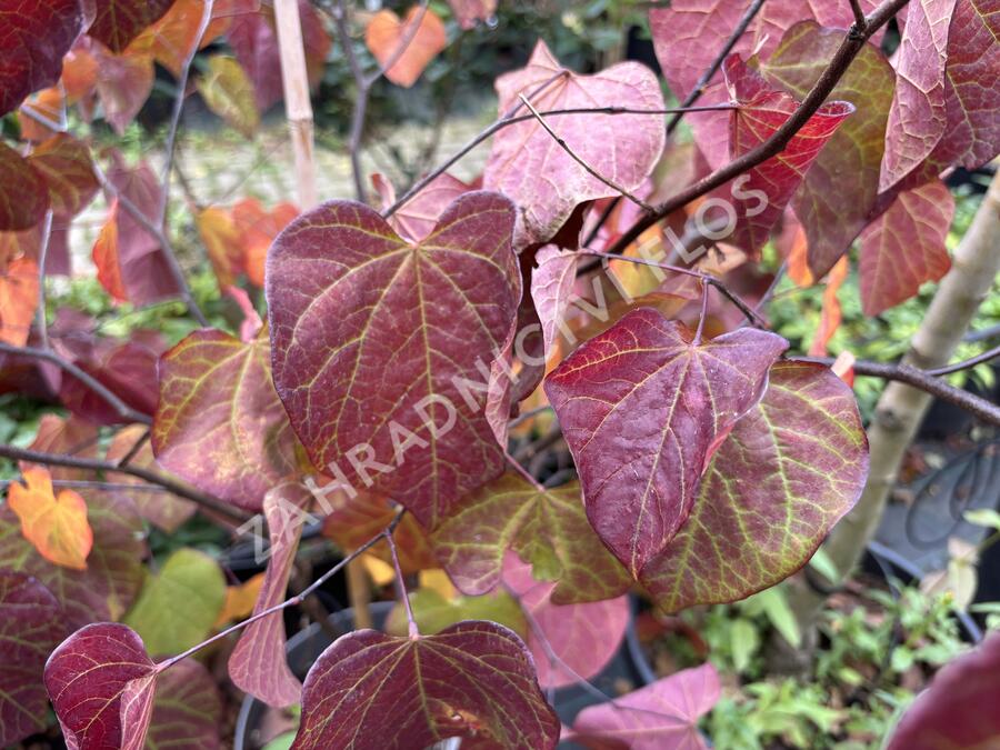 Zmarlika kanadská 'Ace of Spades' - Cercis canadensis 'Ace of Spades'