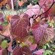 Zmarlika kanadská 'Ace of Spades' - Cercis canadensis 'Ace of Spades'